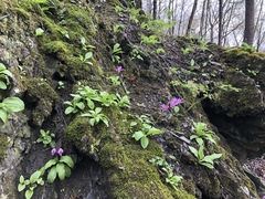 Primula fassettii