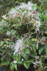 Clematis pubescens