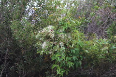 Clematis pubescens