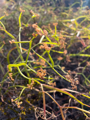 Platysace compressa