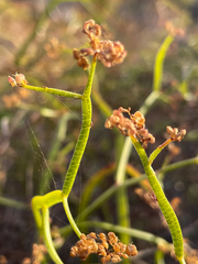 Platysace compressa