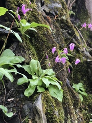 Primula fassettii