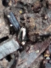 Bembidion lampros