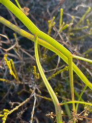 Platysace compressa