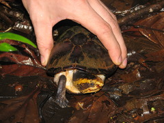 Kinosternon leucostomum