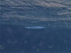 Hyporhamphus dussumieri