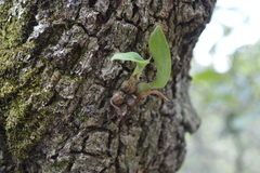 Prosthechea micropus