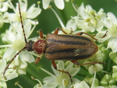 Brachysomida bivittata
