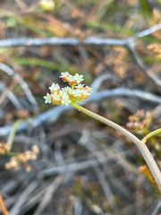 Platysace compressa