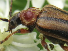 Brachysomida bivittata