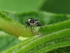 Cylindrocopturus quercus