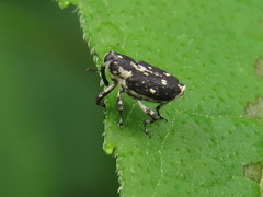 Cylindrocopturus quercus