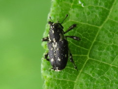Cylindrocopturus quercus