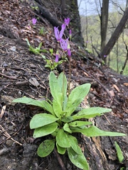 Primula fassettii