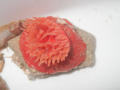 Stomphia coccinea