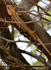 Calotes versicolor