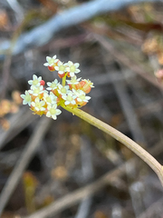 Platysace compressa