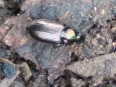 Agonum muelleri