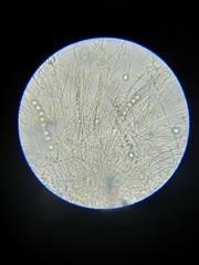 Pulvinula archeri