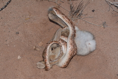 Arizona elegans philipi