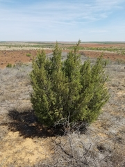 Juniperus pinchotii