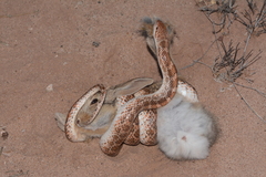 Arizona elegans philipi
