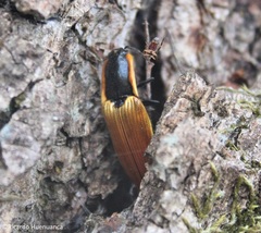 Semiotus luteipennis