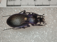 Carabus amplipennis