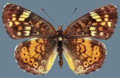Phyciodes cocyta selenis