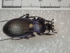 Carabus amplipennis