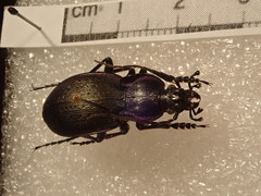 Carabus amplipennis