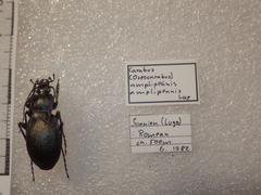 Carabus amplipennis