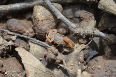 Centruroides limpidus