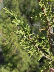 Juniperus pinchotii