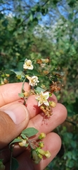 Lycium boerhaviifolium