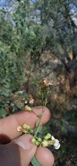 Lycium boerhaviifolium