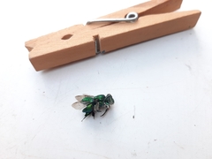 Euglossa viridissima