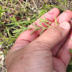 Hedeoma reverchonii