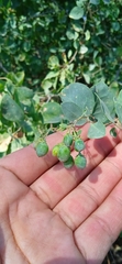 Lycium boerhaviifolium