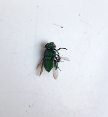 Euglossa viridissima