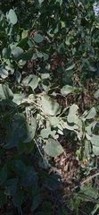 Lycium boerhaviifolium