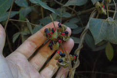 Rhynchosia phaseoloides