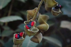 Rhynchosia phaseoloides