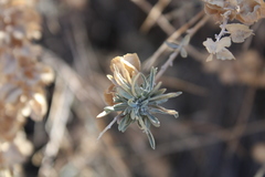 Ophiomyia atriplicis
