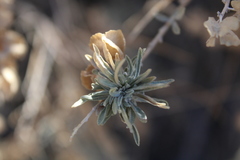 Ophiomyia atriplicis