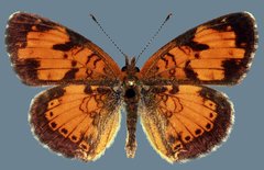 Phyciodes cocyta selenis
