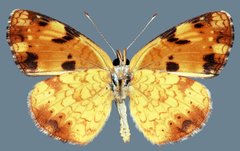 Phyciodes cocyta selenis