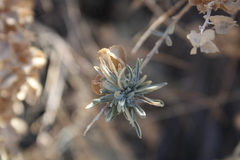 Ophiomyia atriplicis