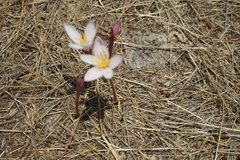 Zephyranthes fosteri
