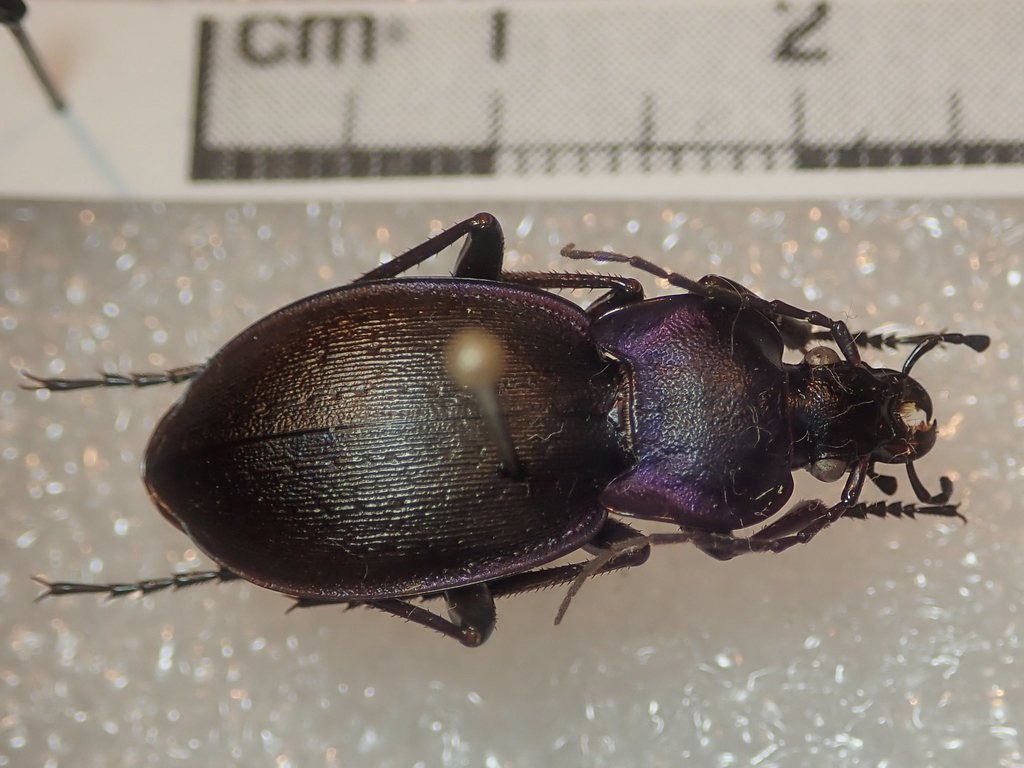 Carabus luetgensi luetgensi